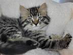Adopt Minuet a Domestic Longhair / Mixed cat in Millersville, MD (41568883)