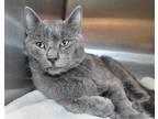 Adopt Roly Poly a Gray or Blue Domestic Shorthair / Mixed cat in Millersville