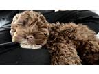 Adopt Munich a Brown/Chocolate - with White Cockapoo / Mixed dog in San Diego