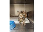 Adopt Colors a Spotted Tabby/Leopard Spotted Domestic Shorthair (short coat) cat
