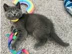 Adopt Ash a Domestic Mediumhair / Mixed cat in Golden, CO (41568871)