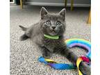 Adopt Flint a Domestic Mediumhair / Mixed cat in Golden, CO (41568868)