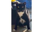 Adopt Whiskers a Black & White or Tuxedo Domestic Shorthair / Mixed (short coat)