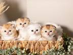Scottish British Kittens