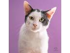 Adopt Dip a Domestic Shorthair / Mixed (short coat) cat in Boerne, TX (41567639)