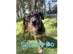 Adopt SCOOBY DOO 4 months old a Brown/Chocolate - with White Boxer / Pug / Mixed
