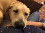 Adopt Claire a Tan/Yellow/Fawn Labrador Retriever / Mixed dog in Jacksonville