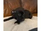 Adopt Ebony a Black Labrador Retriever / Mixed dog in Traverse City