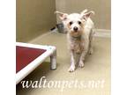 Adopt Levi #15361 a White Terrier (Unknown Type, Medium) / Mixed dog in Monroe