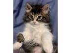 Adopt Kitten Theodore a Brown Tabby Domestic Longhair / Mixed (long coat) cat in