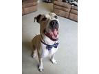 Adopt Bruce a Tan/Yellow/Fawn - with White Boxer / Mixed dog in East Greenbush