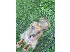 Adopt Charlie a Tricolor (Tan/Brown & Black & White) Dachshund / Mixed dog in