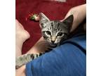 Adopt Denahi a Brown Tabby Domestic Shorthair / Mixed (short coat) cat in