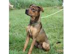 Adopt Miko a Brown/Chocolate - with Tan Shepherd (Unknown Type) / Mixed dog in
