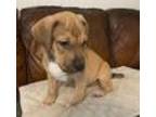 Adopt Chomper a Tan/Yellow/Fawn - with White Labrador Retriever / Mixed dog in