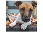 Adopt Rusty a Tan/Yellow/Fawn - with White Jack Russell Terrier / Mixed dog in
