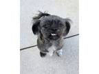 Adopt Molly a Gray/Blue/Silver/Salt & Pepper Shih Tzu / Mixed dog in Sanford
