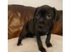 Adopt Sweet Pea a Black Labrador Retriever / Mixed dog in Traverse City