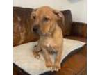 Adopt Bowser a Tan/Yellow/Fawn Labrador Retriever / Mixed dog in Traverse City