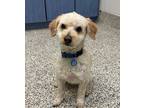 Adopt Finley a Terrier (Unknown Type, Medium) / Mixed dog in Golden