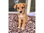 Adopt luckyn a Brown/Chocolate Cattle Dog / Border Terrier / Mixed dog in San