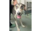 Adopt Princess Jasmine a Great Dane / Mixed dog in Raleigh, NC (41568765)