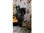 Adopt Odie a Black Lionhead / Mixed rabbit in Waynesboro, VA (41568764)