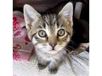 Adopt Friday - Reduced Fee! a Brown Tabby Domestic Shorthair / Mixed (short
