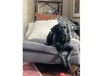 Adopt Leia a Black Labrador Retriever / Mixed dog in Savoy, IL (41568715)