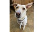 Adopt Kiara a Tan/Yellow/Fawn German Shepherd Dog / American Pit Bull Terrier /