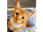 Adopt Howdy a Orange or Red Tabby Domestic Shorthair (short coat) cat in Colfax
