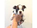 Boston Terrier Puppy for sale in Maricopa, AZ, USA