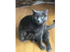 Adopt Star a Gray or Blue Domestic Mediumhair / Mixed (medium coat) cat in