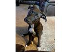 Adopt Duke a American Pit Bull Terrier / Mixed Breed (Medium) / Mixed dog in