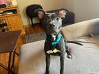 Adopt Enix a American Pit Bull Terrier / Staffordshire Bull Terrier / Mixed dog