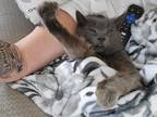 Adopt Guapo a Gray or Blue Domestic Mediumhair / Mixed (medium coat) cat in