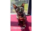 Adopt Lemonade (FCID# 05/16/2024 - 19 Trainer) a Tortoiseshell Domestic