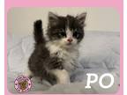 Adopt Po a White (Mostly) Domestic Shorthair cat in Hershey, PA (41568741)