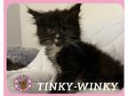 Adopt TinkyWinky a White (Mostly) Domestic Shorthair cat in Hershey