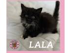Adopt La-La a White (Mostly) Domestic Shorthair cat in Hershey, PA (41568739)