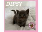 Adopt Dipsy a Gray or Blue (Mostly) Domestic Shorthair cat in Hershey