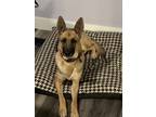 Adopt Rosie a Black - with Tan, Yellow or Fawn German Shepherd Dog / Mixed dog