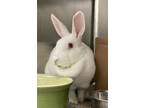 Adopt Cream bonded w/ Sugar a White American / Mixed rabbit in Oakland