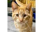 Adopt Peanut a Orange or Red Tabby Domestic Shorthair (short coat) cat in