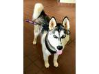 Adopt Kyra a White - with Black Siberian Husky / Mixed dog in Alpharetta