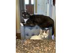 Adopt Sheeba a All Black Domestic Shorthair / Mixed (short coat) cat in Seymour