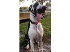 Adopt Harlem a Gray/Silver/Salt & Pepper - with Black Great Dane / Mixed dog in