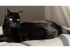 Adopt Smoky a All Black Domestic Shorthair / Mixed (short coat) cat in Mount