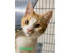 Adopt Sherbet a Orange or Red Tabby Domestic Shorthair (short coat) cat in