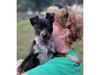 Adopt Smores a Tricolor (Tan/Brown & Black & White) Australian Cattle Dog /